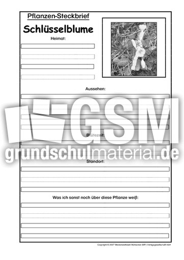 Pflanzensteckbrief-Schlüsselblume-SW.pdf